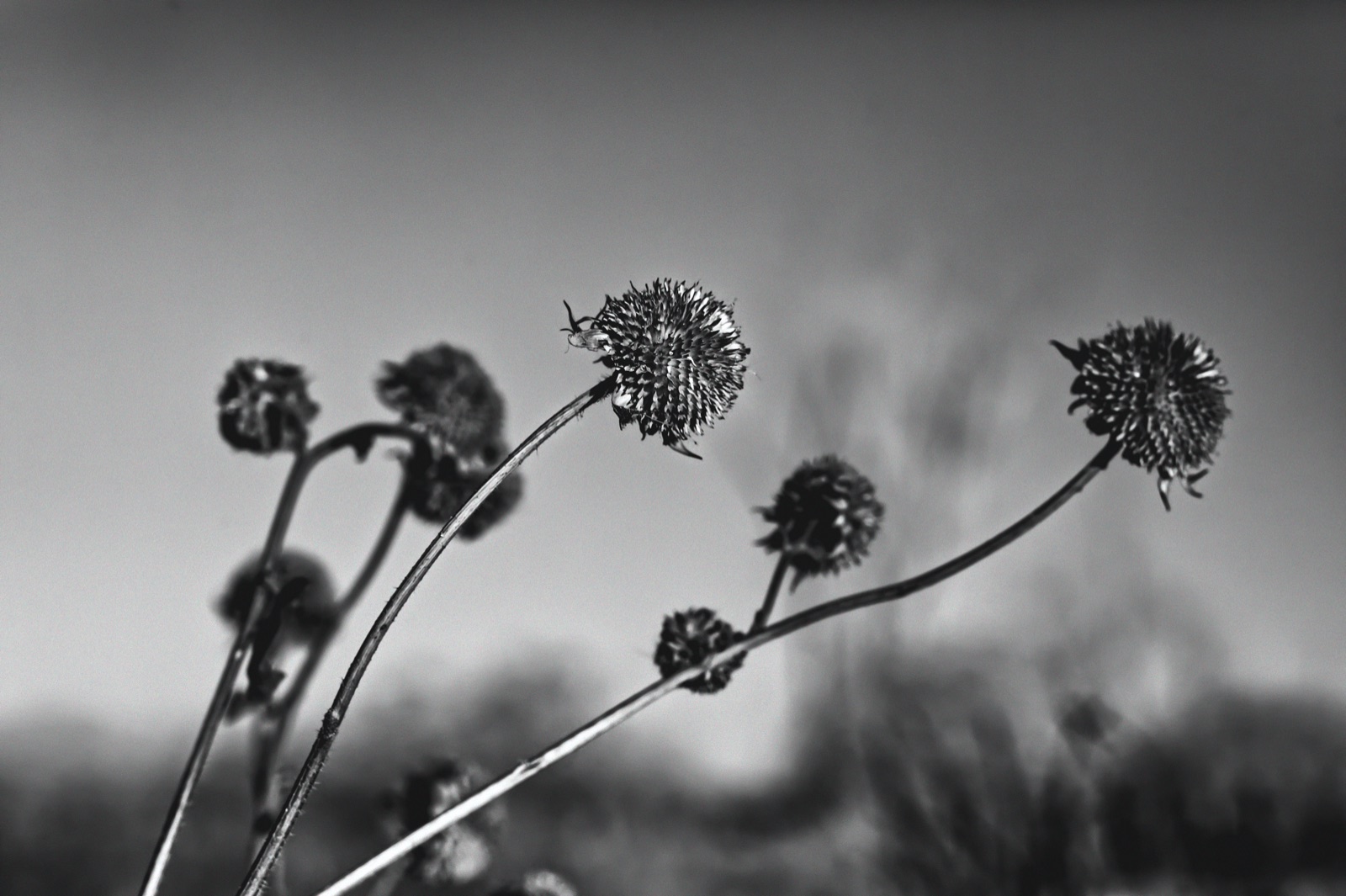 Black and white photograph of dead flower seed heads against a grey sky, titled Death of an Uprising.